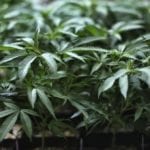 LETTURA/La veloce scomparsa delle biblioteche